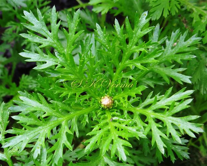  Leaves